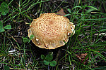 ������� ����-������� � Amanita rubescens (Fr. ) S. F. Gray