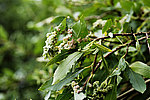 ��� (Salix)