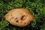 ����������� ������� (Leccinum aurantiacum)