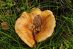 ������ ������ � Lactarius scrobiculatus (Fr. ) Fr