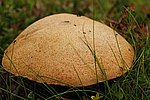 ����������� ������� (Leccinum aurantiacum)