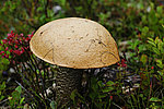 ����������� ������� (Leccinum aurantiacum)