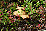 ������� ������������, ��� ������� �������, ��� ������� ������� � Xerocomus chrysenteron (St. Amans) Quel