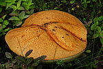 ����������� ������� (Leccinum aurantiacum)
