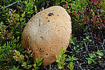 ����������� ������� (Leccinum aurantiacum)