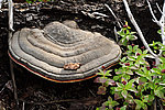 �������� ��������� - Fomes fomentarius