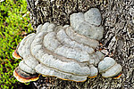 �������� ��������� - Fomes fomentarius