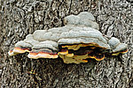 �������� ��������� - Fomes fomentarius