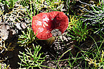 �������� - Russula