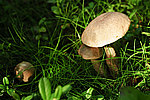 ����������� ������� (Leccinum aurantiacum)