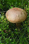 ����������� ������� (Leccinum aurantiacum)