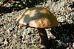 ����������� ������� (Leccinum aurantiacum)