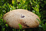 ����������� ������� (Leccinum aurantiacum)