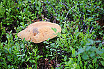 ����������� ������� (Leccinum aurantiacum)