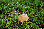 ����������� ������� (Leccinum aurantiacum)