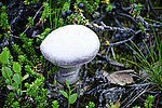 ��������� �����������, Agaricus bisporus (J. Lge. ) Imbach
