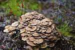 �Ϩ��� ������ (Kuehneromyces mutabilis) ��� ����������� ����������