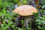 ����������� ������� (Leccinum aurantiacum)