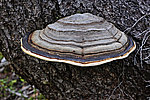 �������� ��������� - Fomes fomentarius