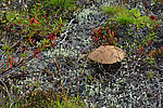 ������������ ������������ - Leccinum scabrum