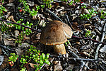 ������������ ������������ - Leccinum scabrum