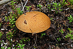 ������������ ������������ - Leccinum scabrum
