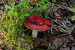 �������� - Russula