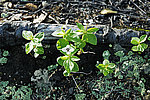 Chamaepericlymenum suecicum - ����� ��������