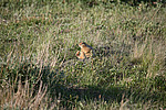 ������������ ������ (Spermophilus parryii) ����� ���� ���������, �������