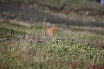 ������������ ������ (Spermophilus parryii) ����� ���� ���������, �������