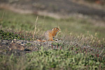 ������������ ������ (Spermophilus parryii) ����� ���� ���������, �������