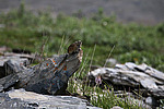 �������� ������ (Ochotona hyperborea) �������