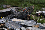 �������� ������ (Ochotona hyperborea) �������