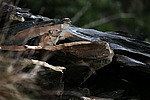 �������� ������ (Ochotona hyperborea) �������
