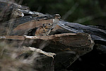 �������� ������ (Ochotona hyperborea) �������