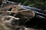 �������� ������ (Ochotona hyperborea) �������