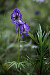 ����� ���������������� (Aconitum delphinifolium) �������� ������, ������-�������� �������
