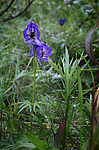 ����� ���������������� (Aconitum delphinifolium) �������� ������, ������-�������� �������