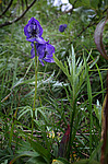 ����� ���������������� (Aconitum delphinifolium) �������� ������, ������-�������� �������