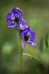����� ���������������� (Aconitum delphinifolium) �������� ������, ������-�������� �������