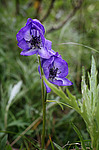 ����� ���������������� (Aconitum delphinifolium) �������� ������, ������-�������� �������