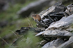 �������� ������ (Ochotona hyperborea) �������