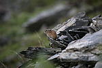 �������� ������ (Ochotona hyperborea) �������