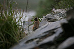 �������� ������ (Ochotona hyperborea) �������
