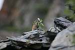 �������� ������ (Ochotona hyperborea) �������