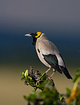 ������� ������� (Creatophora cinerea) ������������ ���������� �������, �����