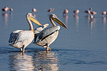 ������� ������� (Pelecanus onocrotalus) �����, ��������� ������, ����� ������