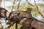 ������� (Panthera pardus) �����, ��������� ������, ���� ������, ������� �� ������