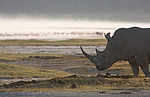 ����� ������� (Ceratotherium simum) ������������ ���� ������, �����