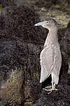 ������ (Nycticorax nycticorax) ������ �����-����, ������������� �������, �������, ������!